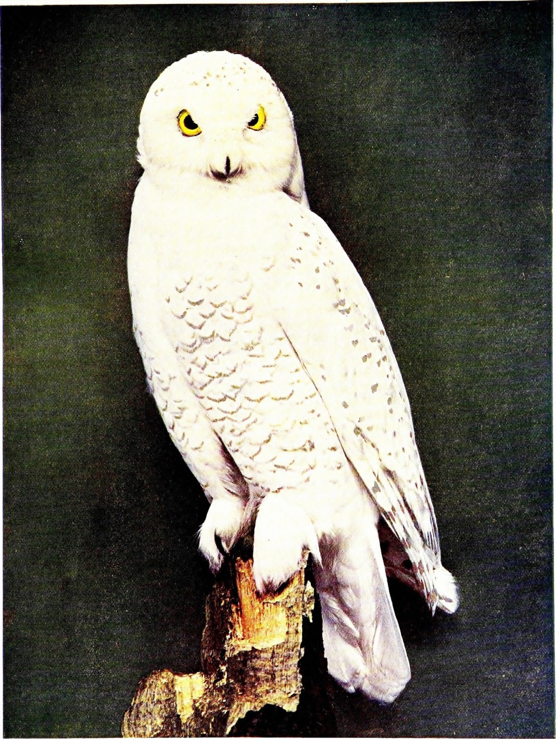 14748769174_1fdb37a8e8_k