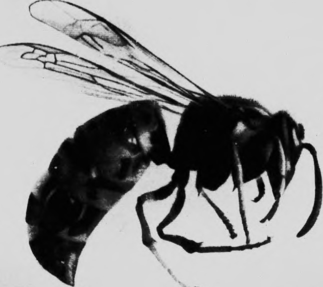 20023906654_a9918b6f39_o