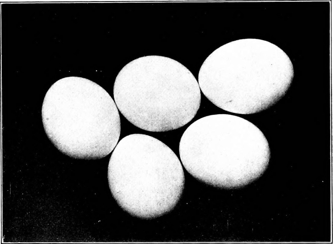 20532026450_b970ab28cf_o